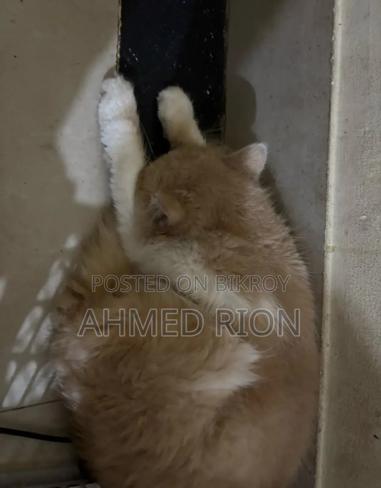 6-12 months Male Purebred Persian