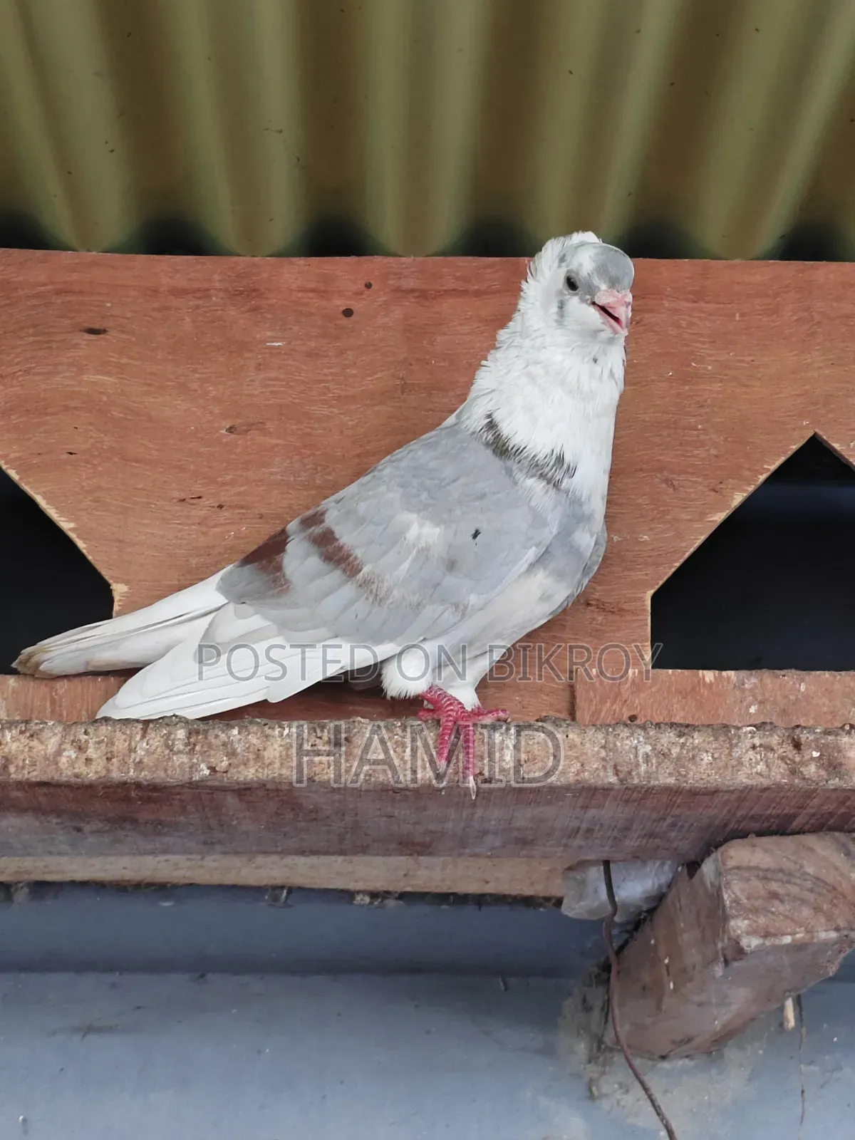কবুতর জোড়া বিক্রি হবে