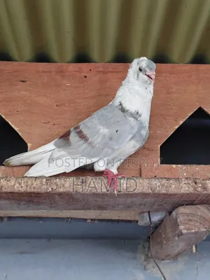 কবুতর জোড়া বিক্রি হবে