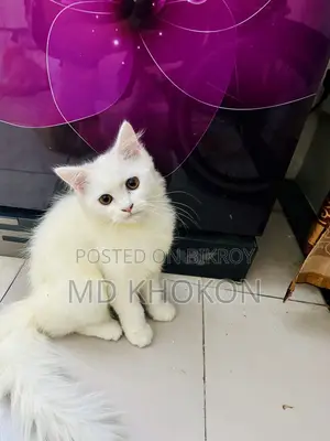১-৩ মাসের ফিমেল পিউরব্রেড পার্সিয়ান