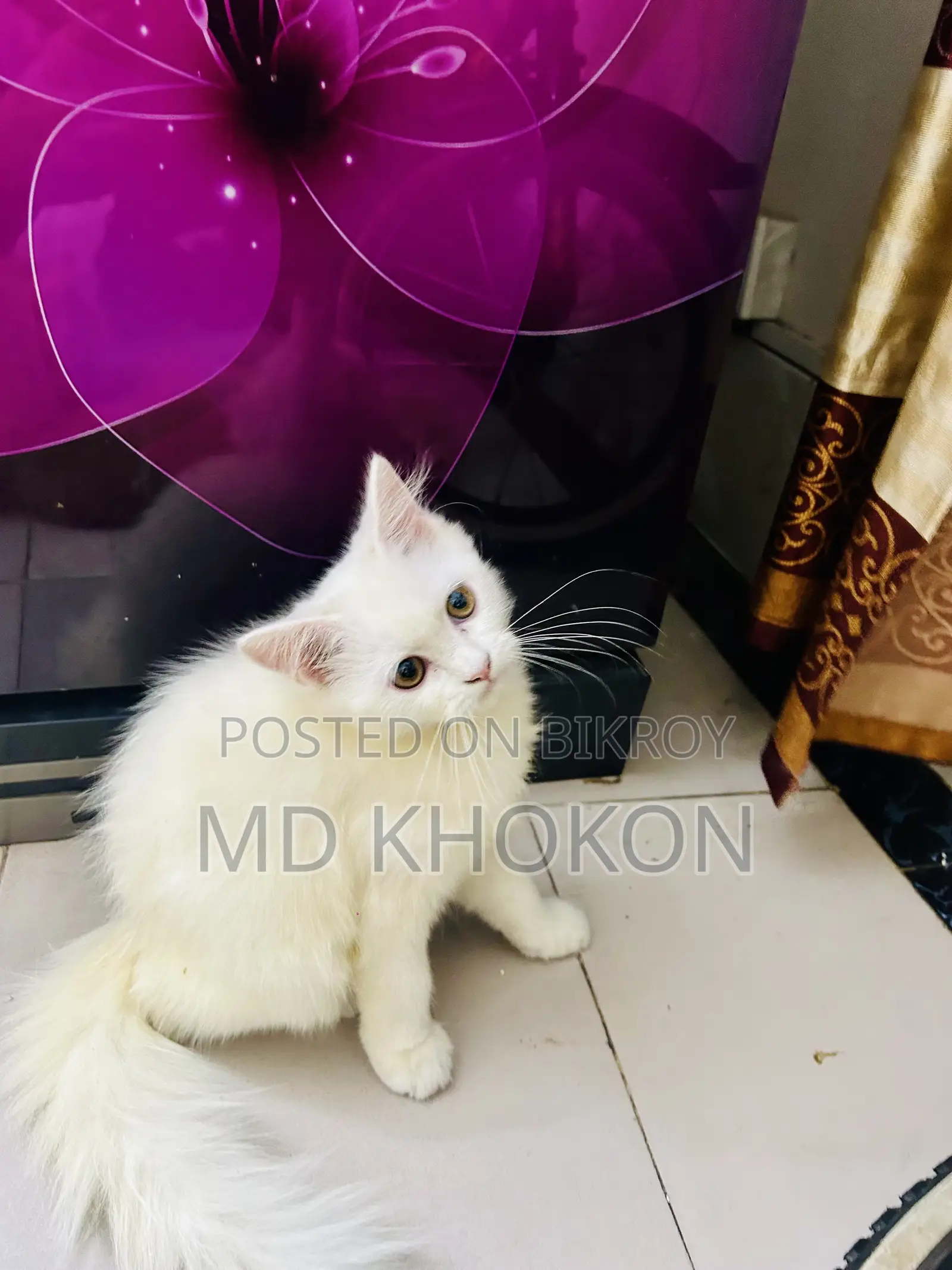 1-3 months Female Purebred Persian