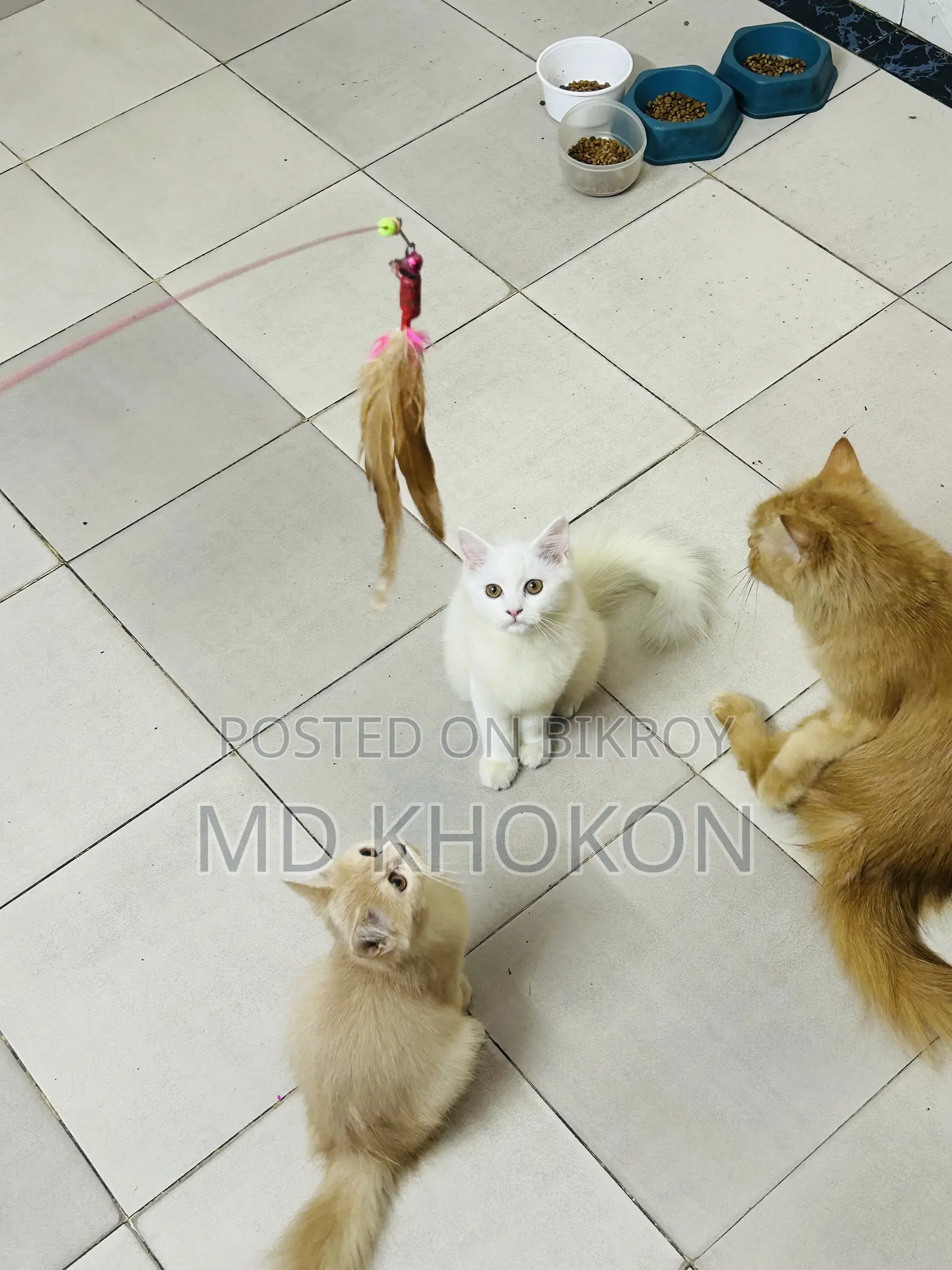 1-3 months Female Purebred Persian
