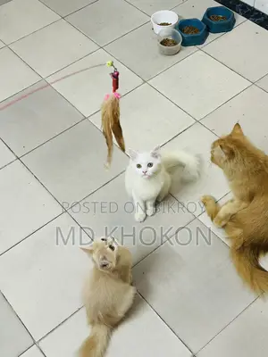 1-3 months Female Purebred Persian