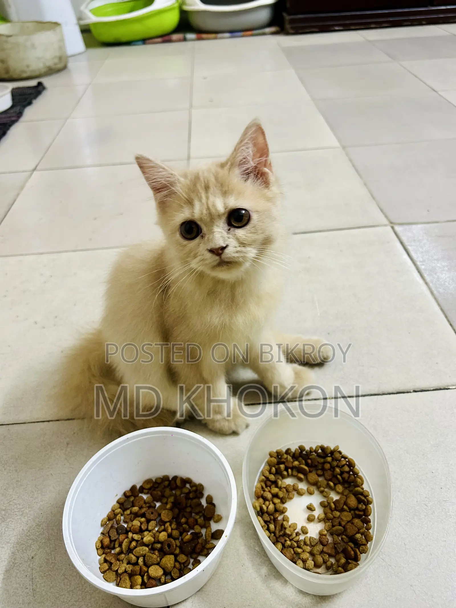 1-3 months Female Purebred Persian