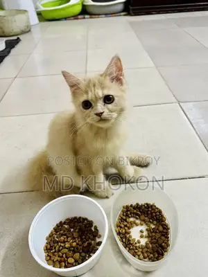 1-3 months Female Purebred Persian
