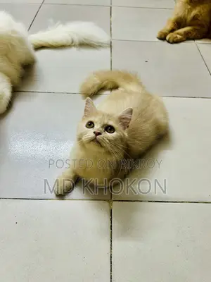 1-3 months Female Purebred Persian