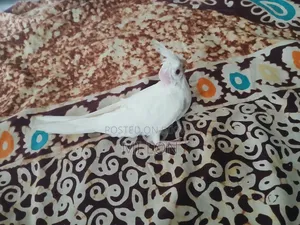 Albino Red Eye Cockatiel Baby for Sale Age 50 Days