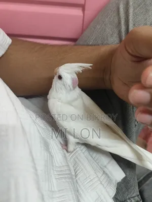 Albino Red Eye Cockatiel Baby for Sale Age 50 Days