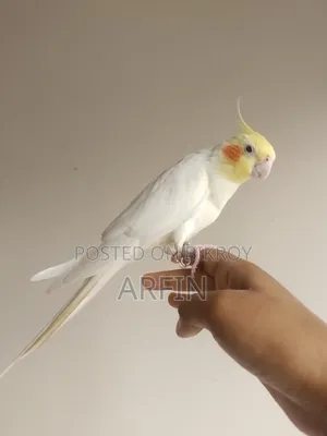 Super Team Talking Cockatiel Male