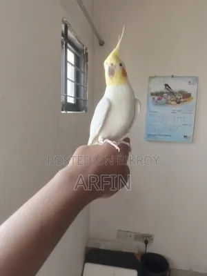 সুপার টিম টকিং ককাটেল মেল