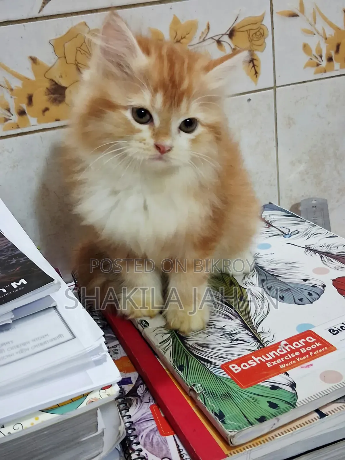 1-3 months Female Purebred Persian