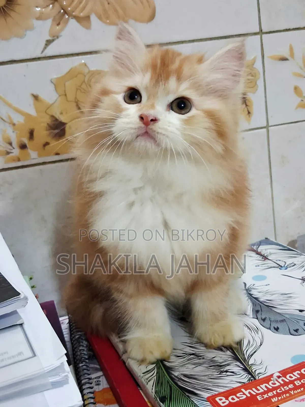 1-3 months Female Purebred Persian