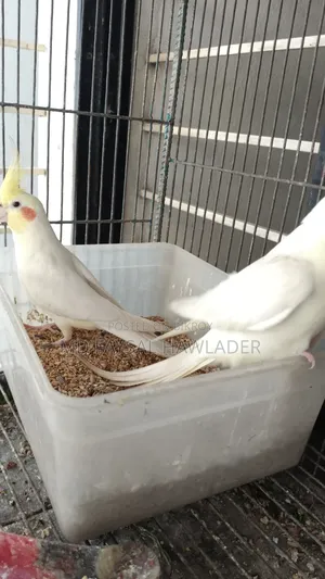 Cockatiel Bird Red Eye
