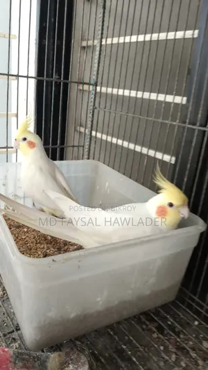Cockatiel Bird Red Eye