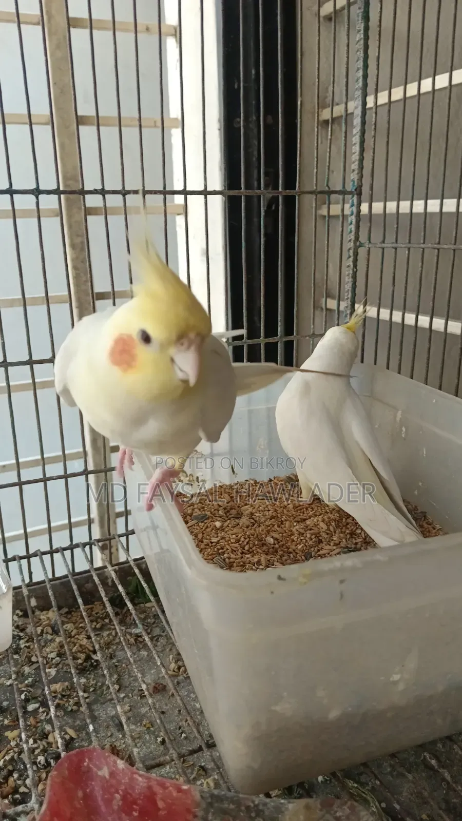 Cockatiel Bird Red Eye