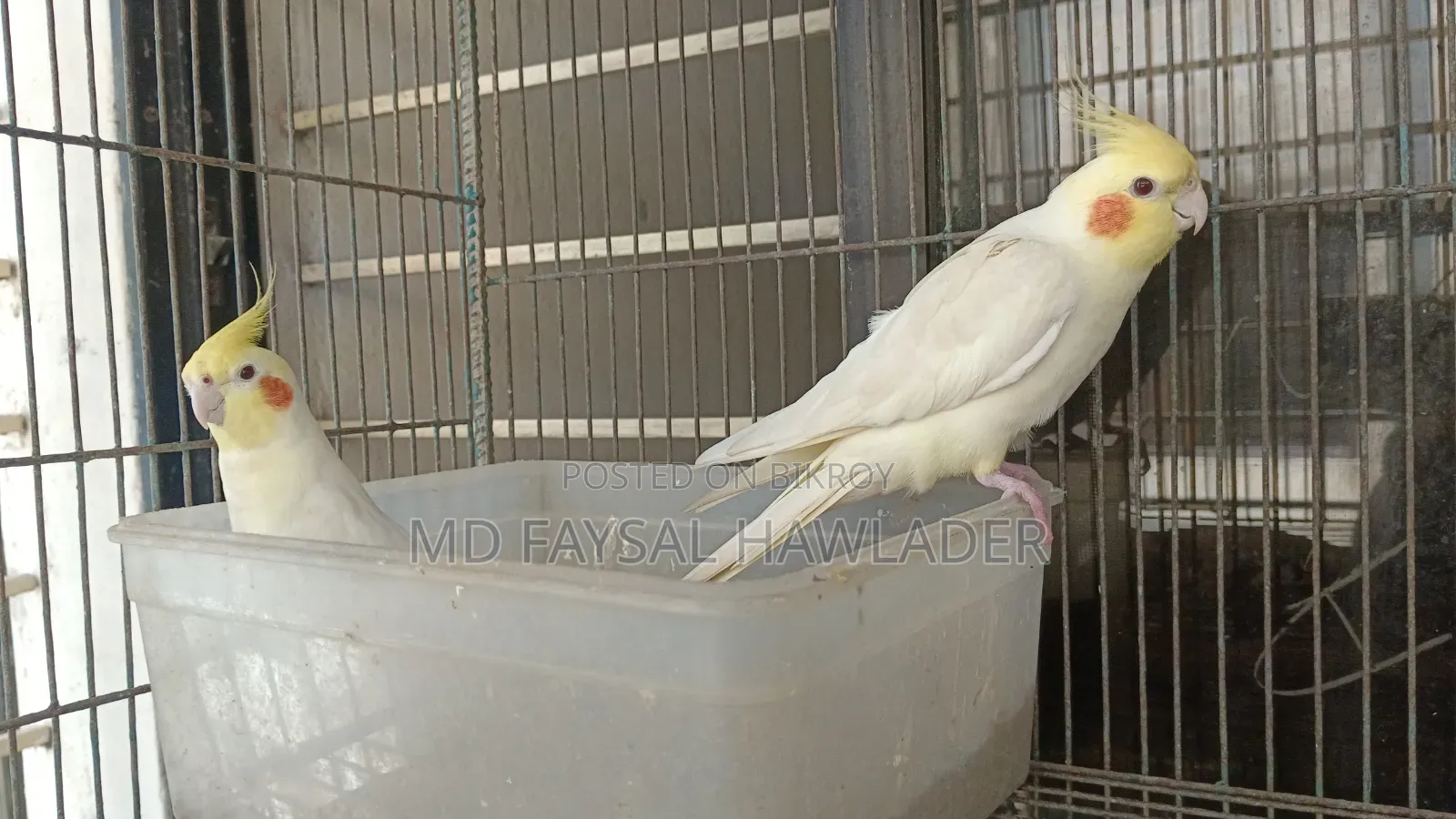 Cockatiel Bird Red Eye