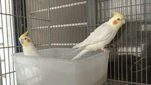 Cockatiel Bird Red Eye