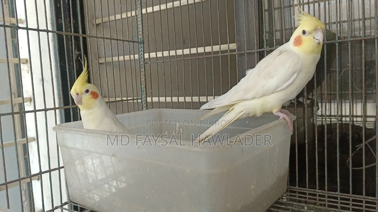Cockatiel Bird Red Eye