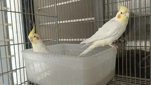 Cockatiel Bird Red Eye