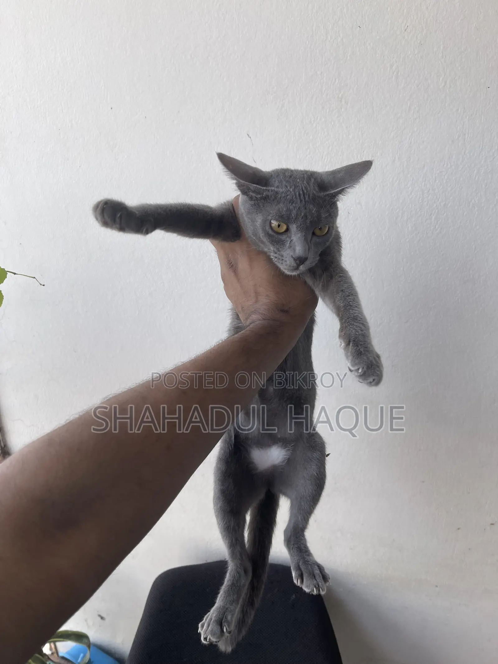 6-12 months Female Purebred Russian Blue