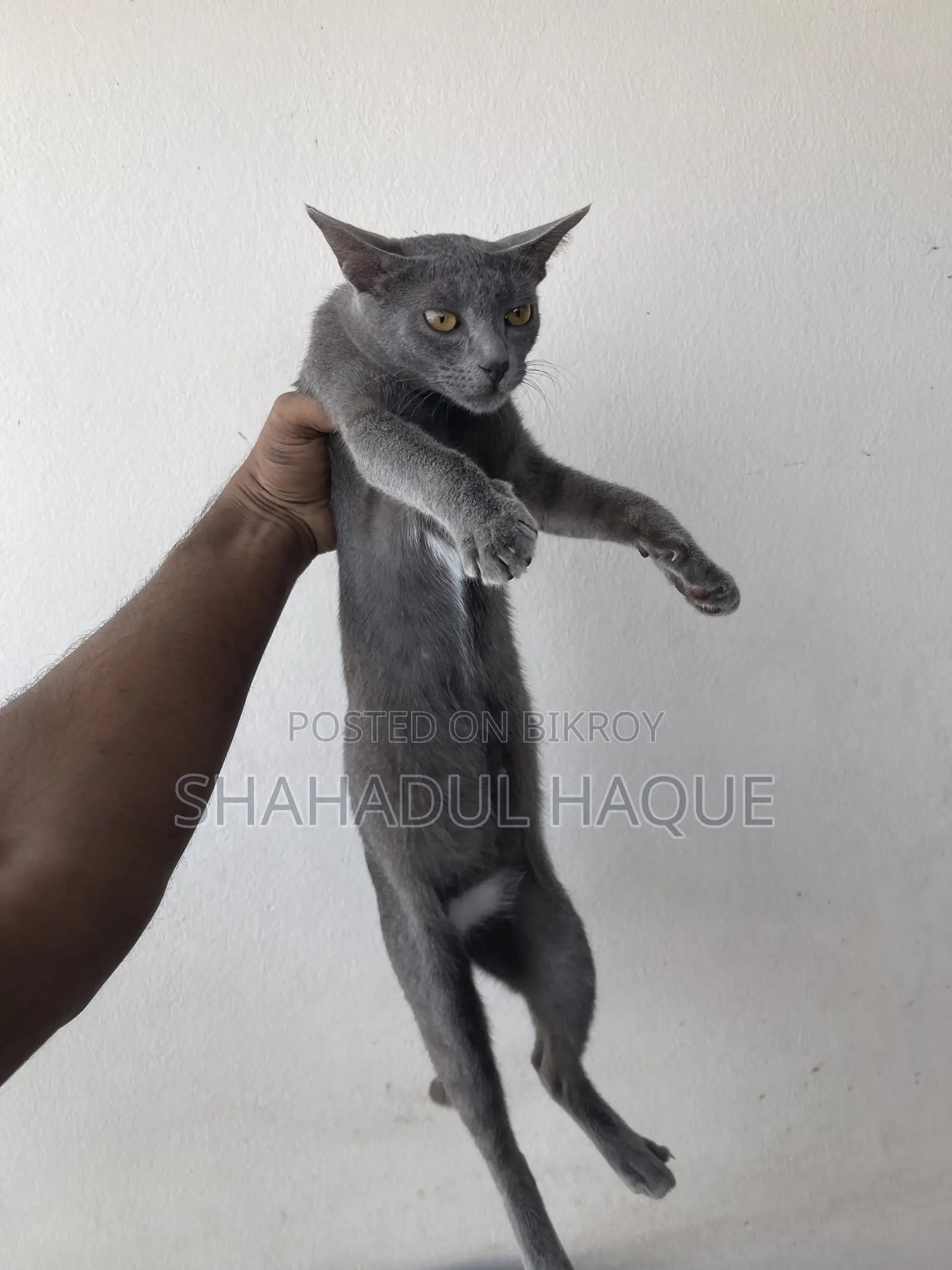 6-12 months Female Purebred Russian Blue