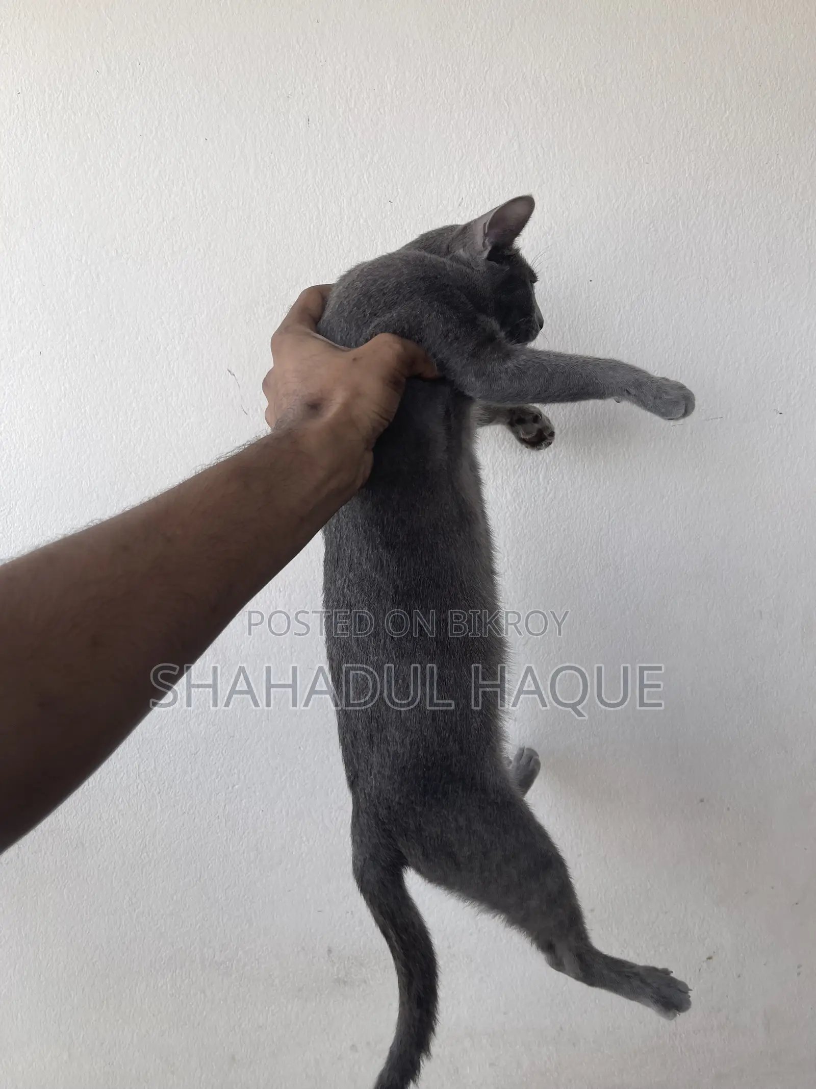 6-12 months Female Purebred Russian Blue