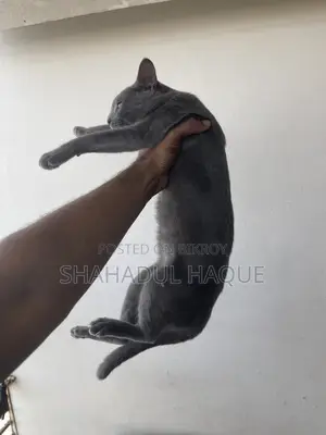 6-12 months Female Purebred Russian Blue
