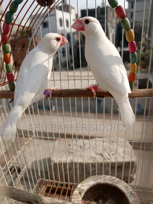 জাভা স্প্যারো
