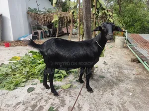 2 Pregnant Black Bengal Goats