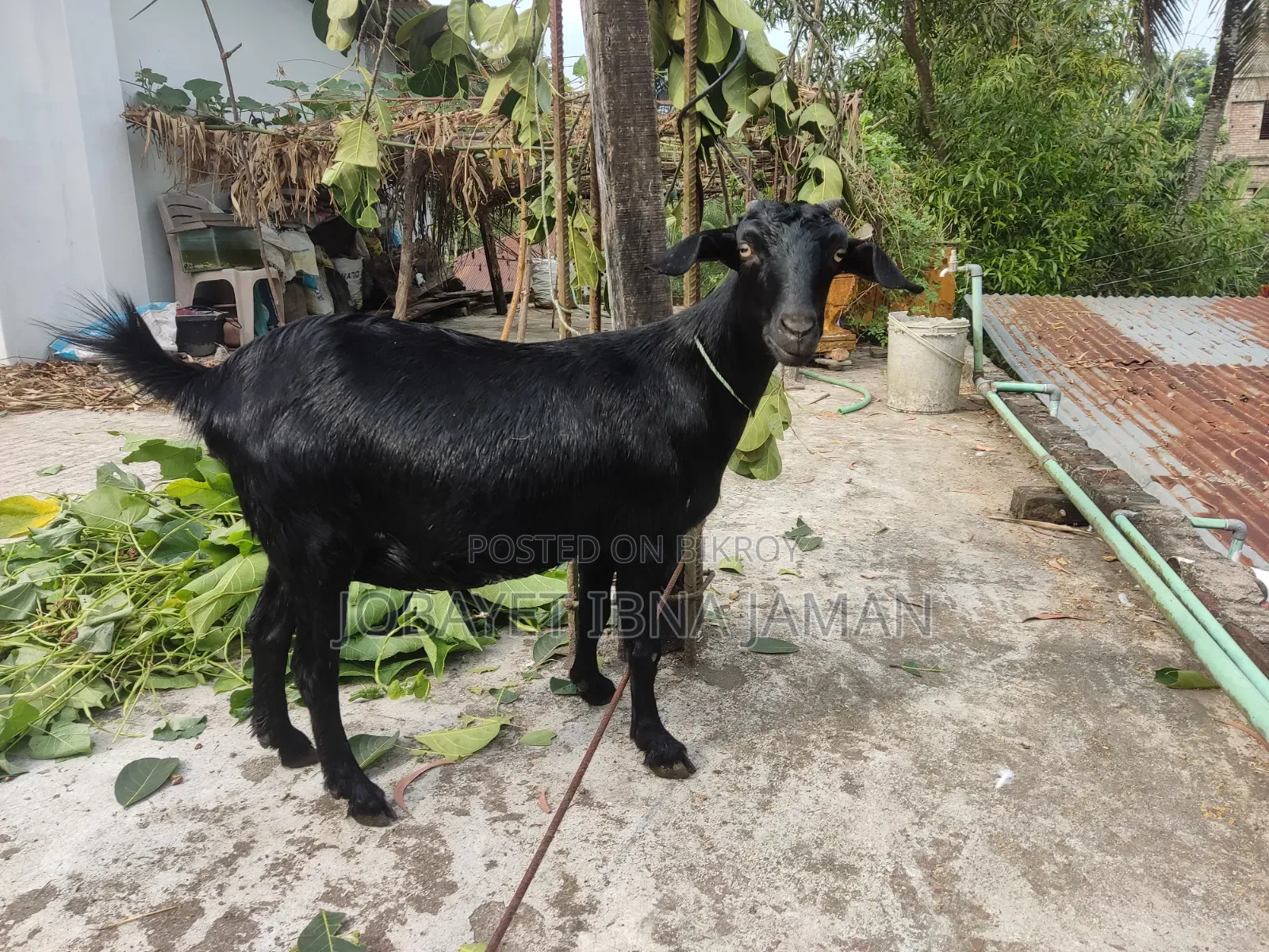 2 Pregnant Black Bengal Goats