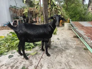 2 Pregnant Black Bengal Goats