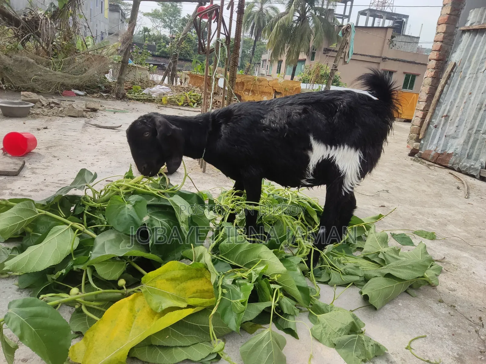 2 Pregnant Black Bengal Goats