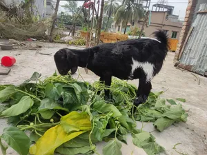 2 Pregnant Black Bengal Goats
