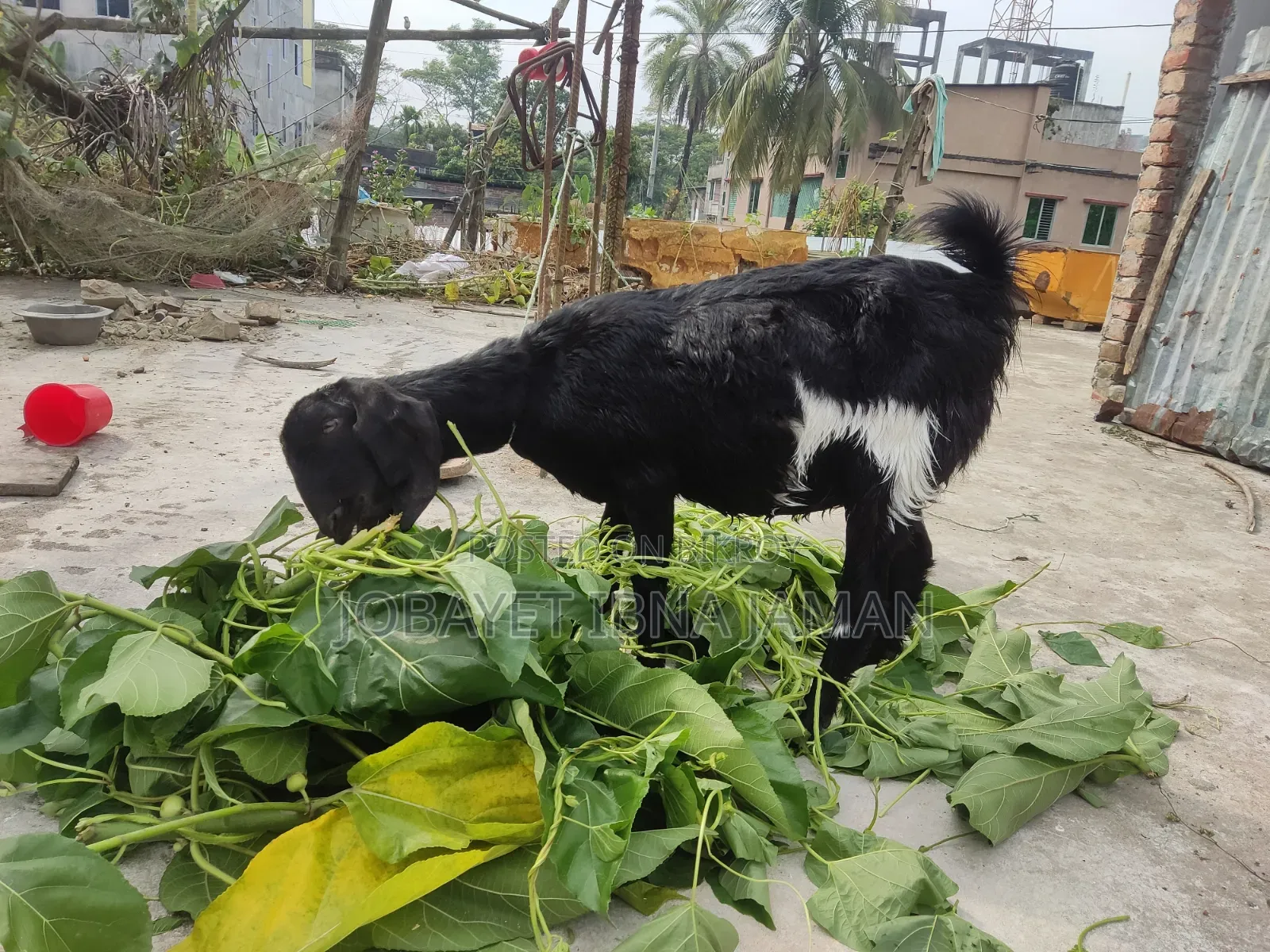 2 Pregnant Black Bengal Goats