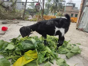 2 Pregnant Black Bengal Goats