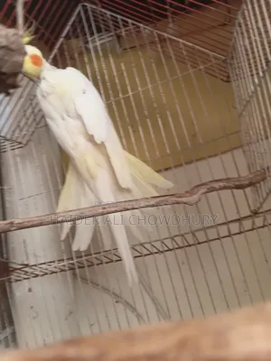 Cocktail for Sale
