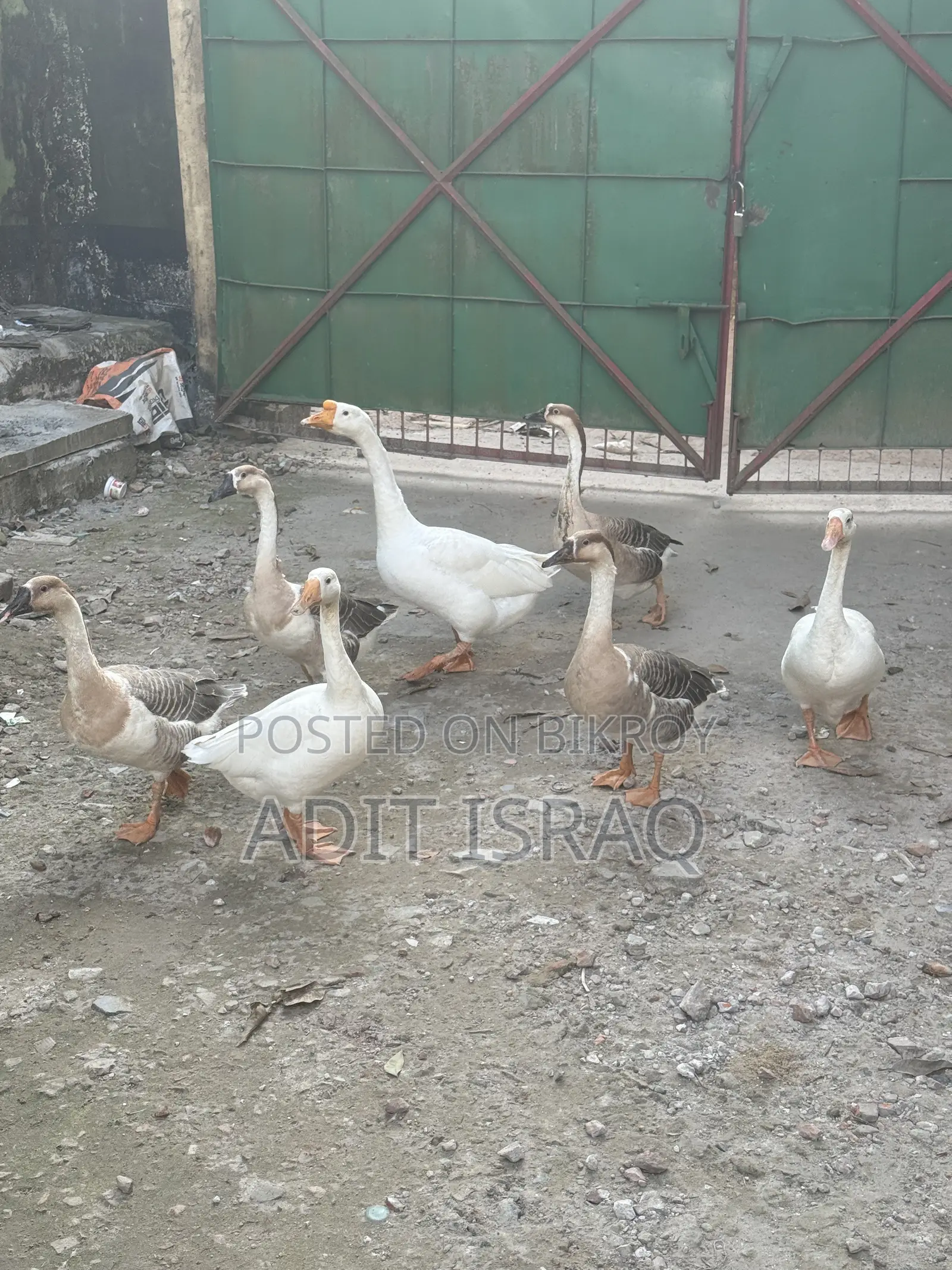 রাজ হাস বিক্রি হবে।