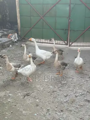 রাজ হাস বিক্রি হবে।