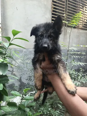 ১-৩ মাস বয়সী ফিমেল পিওরব্রেড জার্মান শেফার্ড