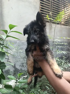 ১-৩ মাস বয়সী ফিমেল পিওরব্রেড জার্মান শেফার্ড