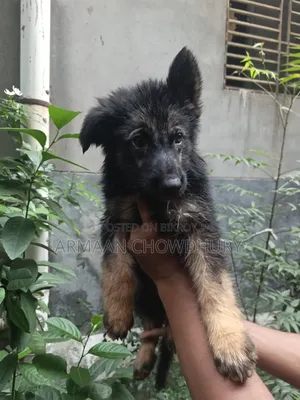 ১-৩ মাস বয়সী ফিমেল পিওরব্রেড জার্মান শেফার্ড