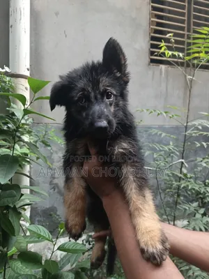 ১-৩ মাস বয়সী ফিমেল পিওরব্রেড জার্মান শেফার্ড