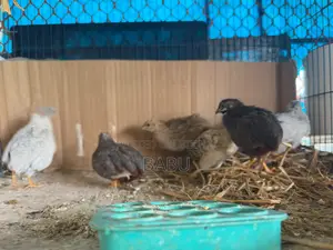 King Quail