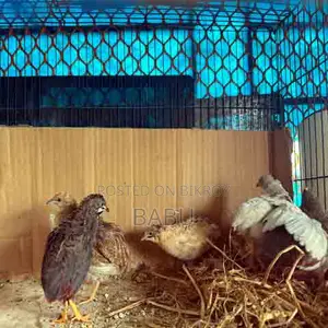 King Quail