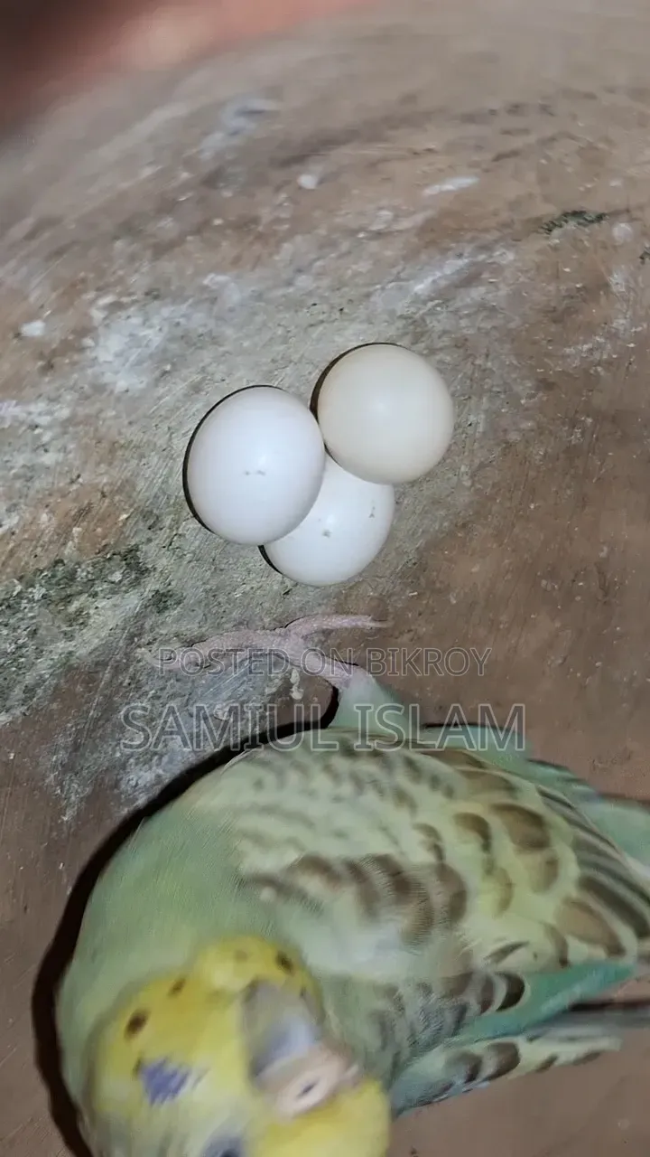 Budgies Pair