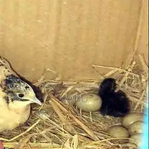 King Quail