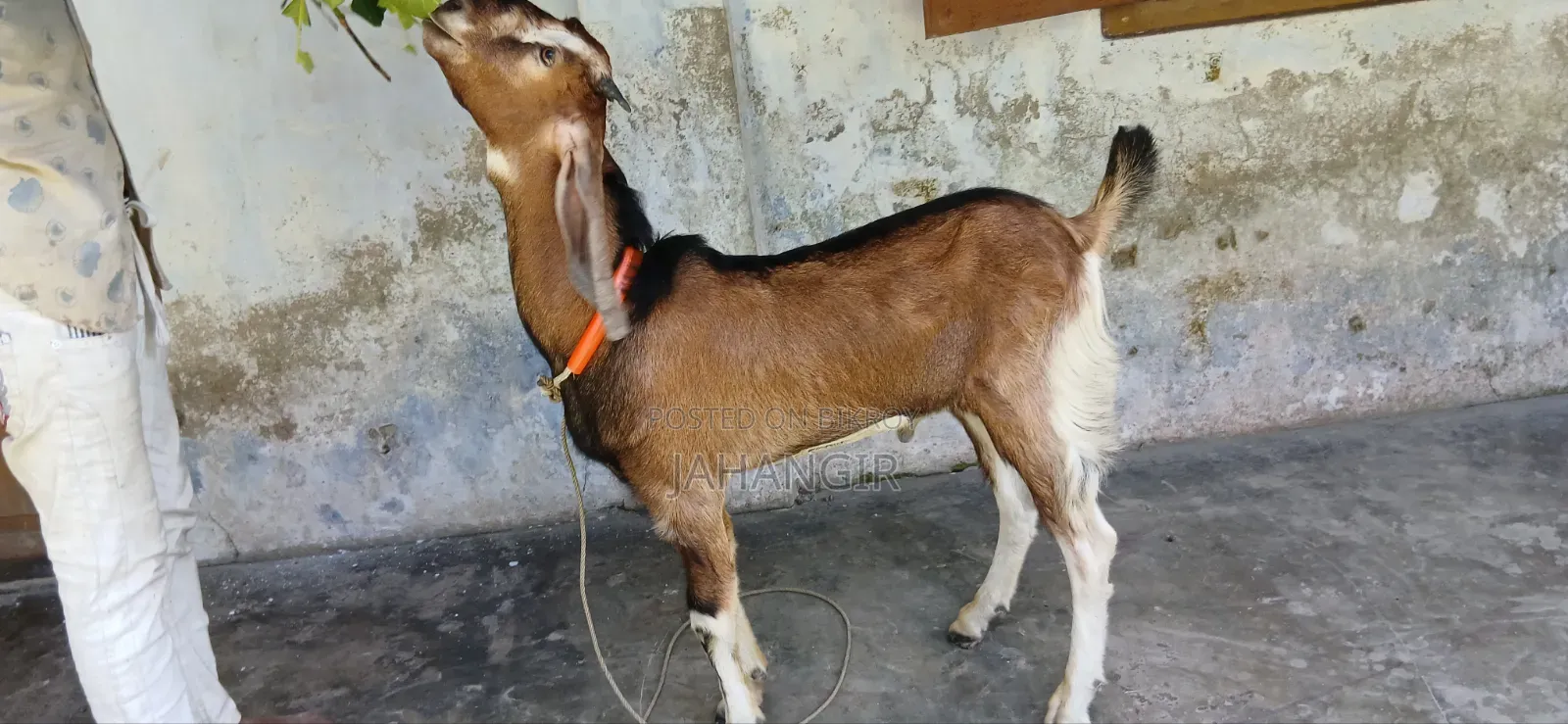 High Quality Male Goat 8 Months Old