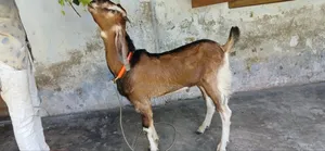 High Quality Male Goat 8 Months Old