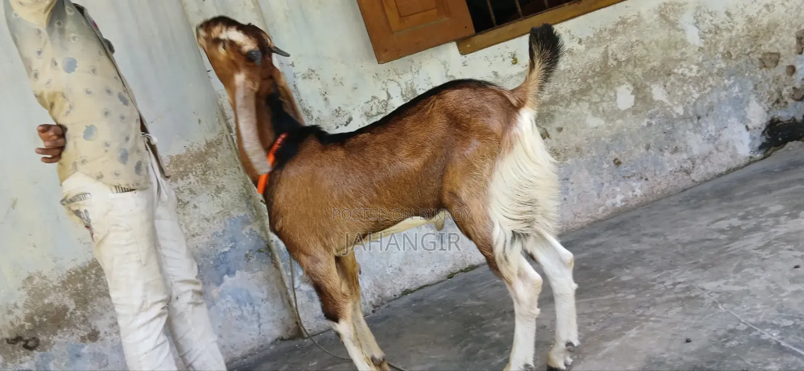 High Quality Male Goat 8 Months Old