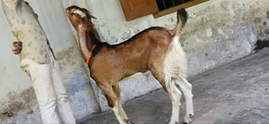 High Quality Male Goat 8 Months Old